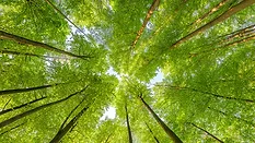 A view up into the trees to see the sky